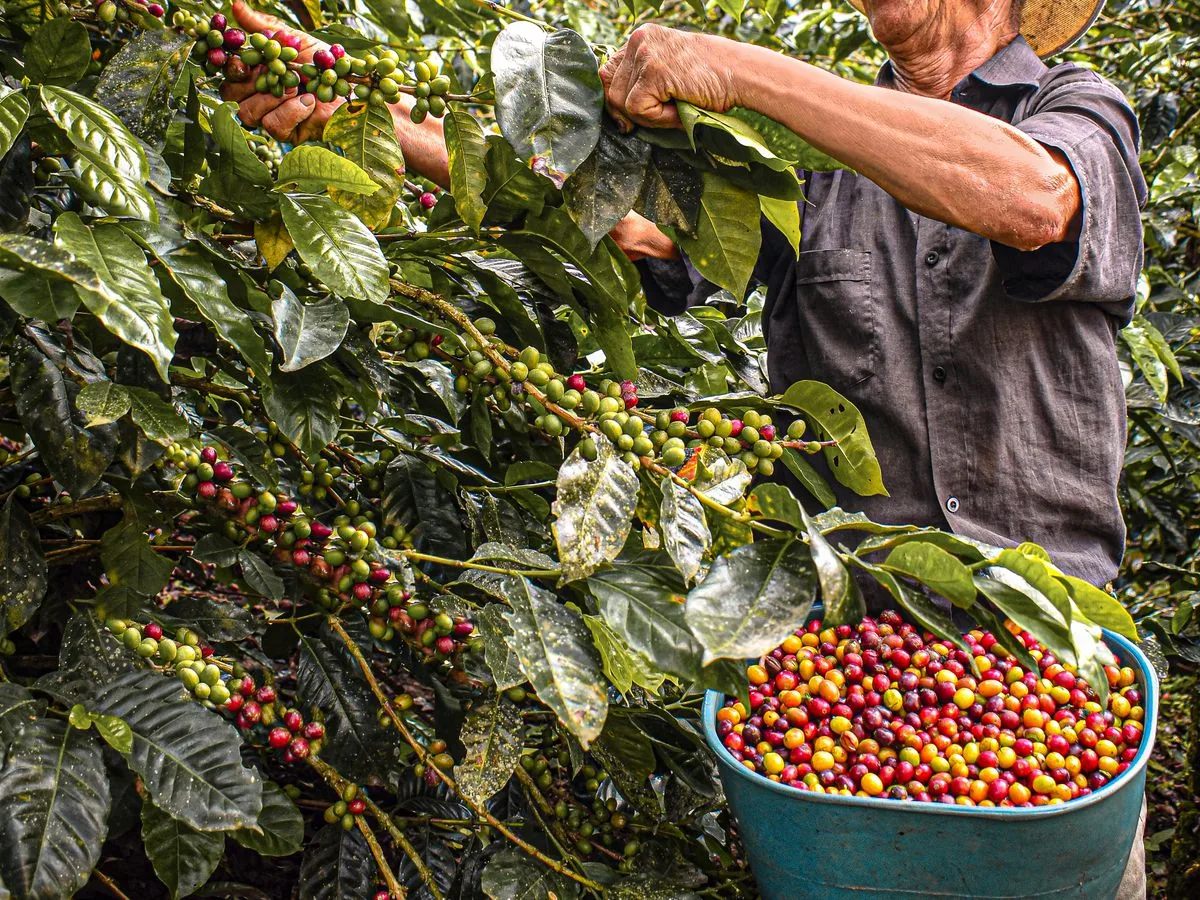 Produtor de café conferindo a lavoura durante a colheita
